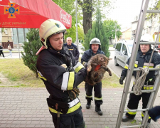 У Запоріжжі через кота на дереві розгорнули справжню рятувальну операцію - подробиці