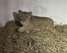 Викупили на OLX хвору левицю – військові із Запоріжжя врятували дику тварину