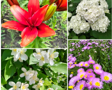 Квіткове різноманіття: ботсад Запоріжжя здивував барвами (фото)