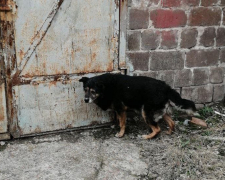 У Запоріжжі врятували собаку, який застряг в незвичайному місці - фото