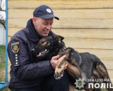 Вірний товариш та напарник: поліцейський розповів про роль службових собак у роботі (фото)