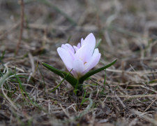 Первоцвіти на Хортиці – запорізький фотограф натрапив на неймовірні весняні квіти