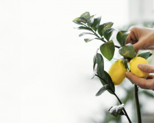 Цитрусова магія на підвіконні: вирощуємо свіжі лимони у власній квартирі