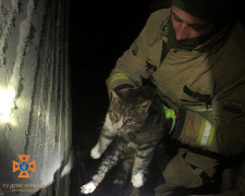 У Запорізькому районі рятувальники витягли домашнього котика з пастки - подробиці