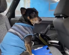 Щасливий фінал - собака, якого викинули з машини у Запоріжжі, знайшов свого господаря (відео)
