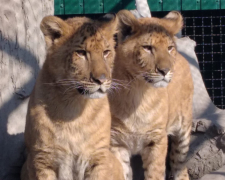 У відомому зоопарку Запорізької області вигодували рідкісних тварин - відео