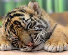 В Запорізькій області в зоопарку народилось тигряне з символічним імям