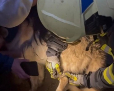 У Запоріжжі врятували собаку, який застряг у ланцюгу - фото, відео