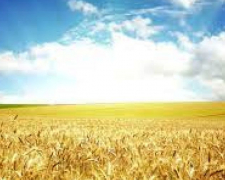 У Запорізькій області росіяни звинувачують ЗСУ у знищенні полів із зерновими культурами