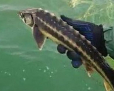 В Азовское море из браконьерских сетей выпустили краснокнижных рыб - видео