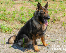 Запорізькі поліцейські розповіли неймовірну історію службового собаки – фото