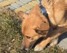Натерпівся жахів війни - волонтери врятували собаку з прифронтового Степногірська (відео)