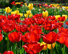 У запорізькому ботанічному саду проходить дивовижний парад тюльпанів - фото