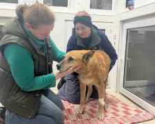 Знепритомленй та контужений - запорізькі волонтери врятували собаку, який постраждав під час масованого ракетного удару