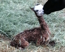 У зоопарку, що знаходиться в окупації в Запорізькій області, народилася маленька лама - відео