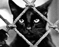 Запорізький фотограф прославив чорного кота