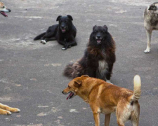 У центрі Запоріжжя зграя собак напала на чоловіка – фото