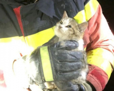 У Запоріжжі бійці ДСНС врятували кошеня - фото