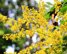 У запорізькому ботанічному саду квітне унікальне дерево – відео, фото