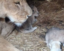 У зоопарку тимчасово окупованого міста Запорізької області показали левицю, яка нещодавно стала мамою