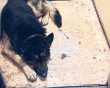 Запорізькі патрульні допомогли повернути загубленого собаку власнику