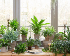 Як доглядати за кімнатними рослинами під час спеки: корисні поради
