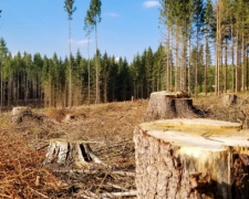 Як житель Мелітопольського району допомагав окупантам знищувати ліс - подробиці