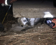Застряг під бетонною плитою - у Запоріжжі врятували безпритульного собаку (фото)