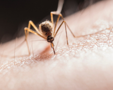 Як зняти свербіж від укусу комара: поради, які точно працюють