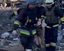 У Запоріжжі бійці ДСНС витягли з-під завалів пораненого внаслідок ракетного удару собаку - відео