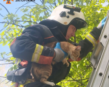 Допомога кожному – запорізькі рятувальники дістали кошеня з дерева