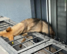 У Запоріжжі знущались над собакою: винному загрожує тюремний строк