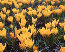 У Запорізькому ботанічному саду почалося весняне цвітіння - фото