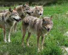 Напала ціла зграя - у Запорізькій області окупантів покусали вовки