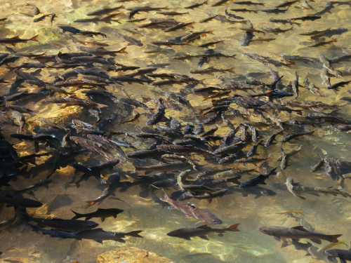 У затоці поблизу Запоріжжя виявили велику кількість хворої риби - подробиці