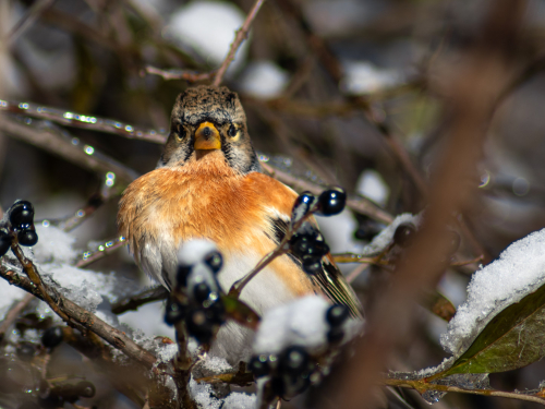 Фазани, в'юрки та золотомушки: у Запоріжжі зимують яскраві птахи - фото