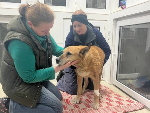 Знепритомлена та контужена - запорізькі волонтери врятували собаку, який постраждав під час масованого ракетного удару