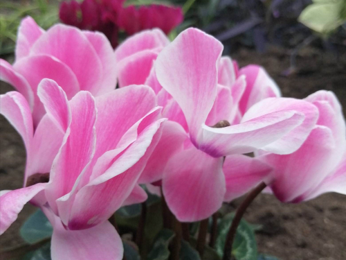 Ніжна краса: у Запорізькому міському ботанічному саду чарівно квітнуть цикламени - фото, відео 