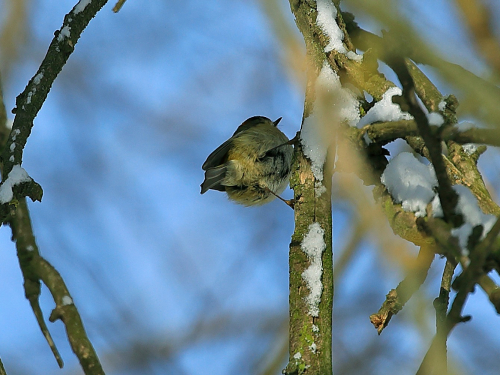 У Запоріжжі помітили найменших пташок України - фото