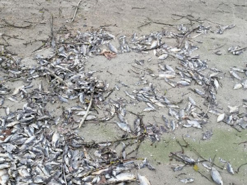 У заплаві в Запорізькій області берег всіяний мертвою рибою - фото