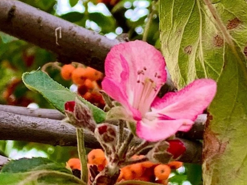 Весняна осінь: у Запоріжжі розквітли плодові дерева - фото