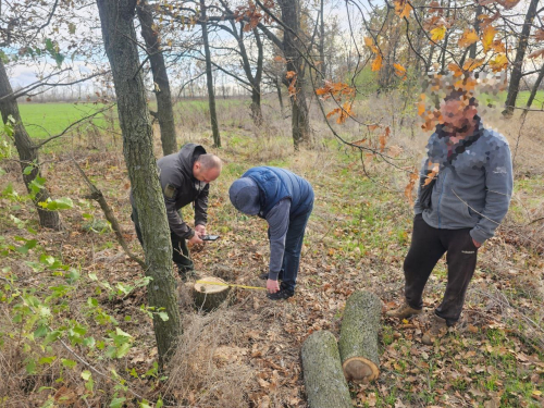 У Запорізькому районі лісові браконьєри знищили дуби – фото