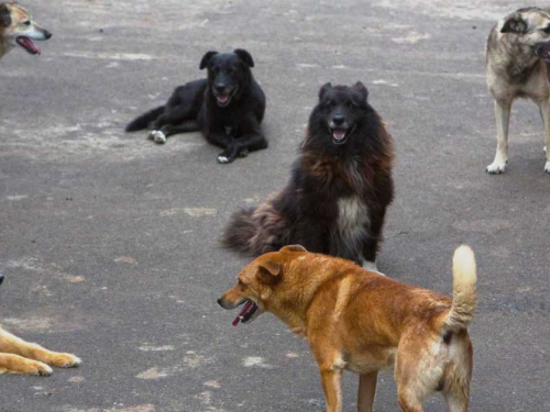 У центрі Запоріжжя зграя собак напала на чоловіка – фото