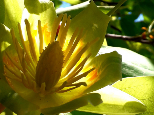 Квітуче тюльпанове дерево виглядає просто казково - де у Запоріжжі можна побачити цю красу