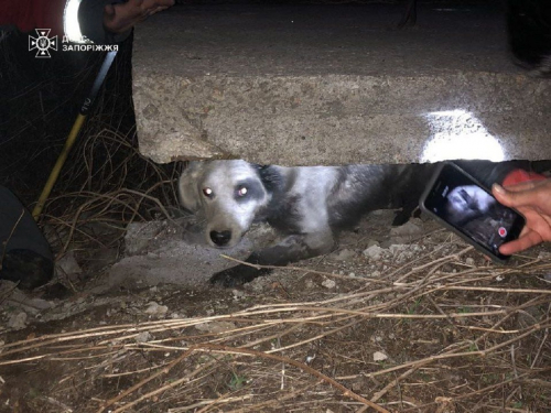 Застряг під бетонною плитою - у Запоріжжі врятували безпритульного собаку (фото)