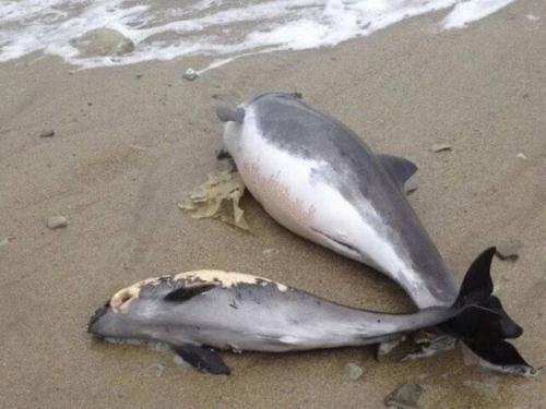 На берег моря у Кирилівці хвилі масово викидають мертвих дельфінів