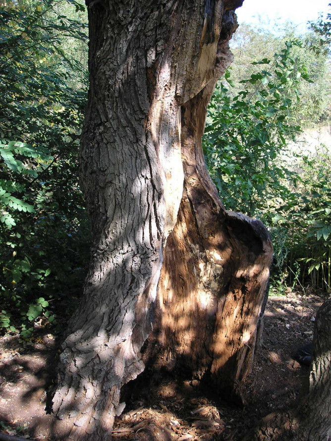 Дуб з кам'яним серцем: на Хортиці росте незвичайне дерево (фото)