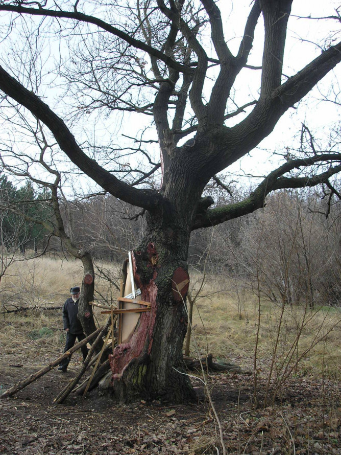 Дуб з кам'яним серцем: на Хортиці росте незвичайне дерево (фото)