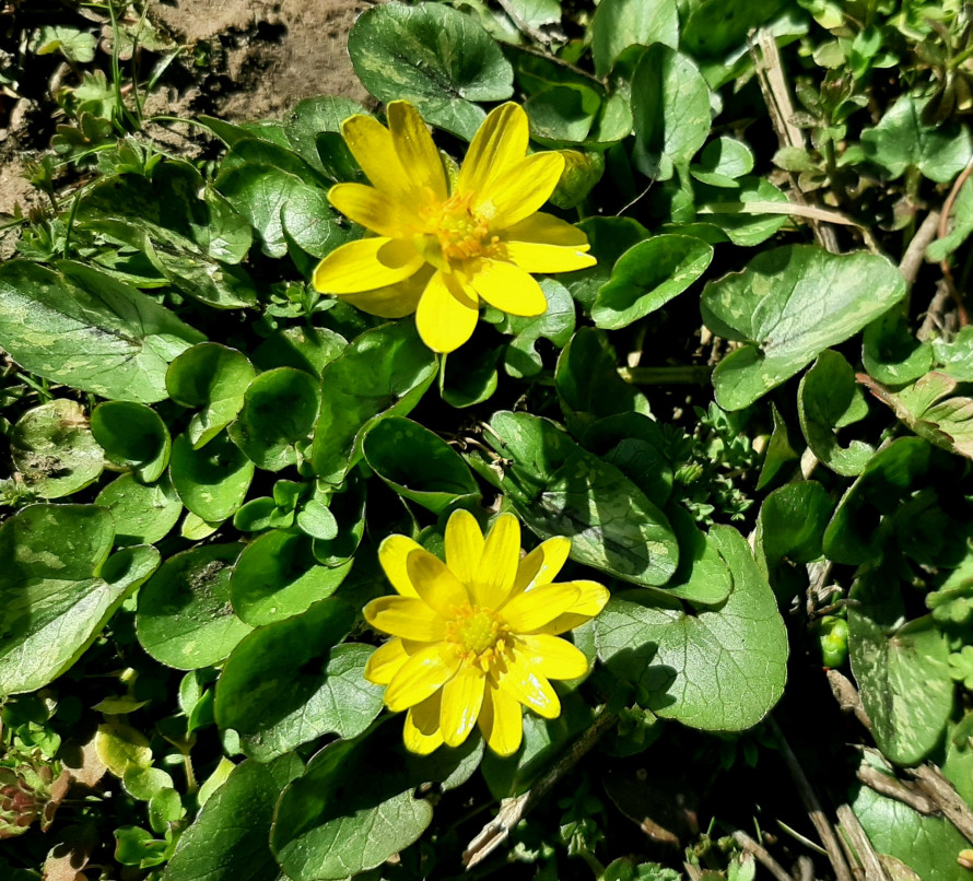 Блакитні та жовті вісники весни: на Хортиці з’явилися первоцвіти (фото)