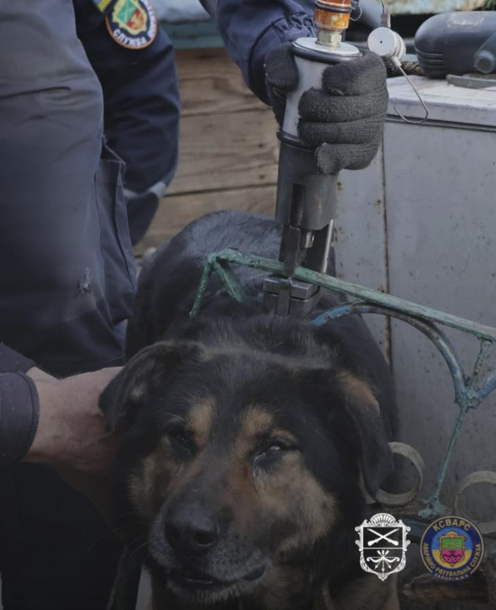 Паркан перетворився на капкан: у Запоріжжі господар викликав рятувальників для порятунку свого собаки (фото)